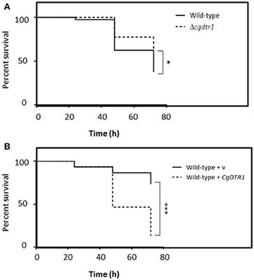 A New Determinant of Candida glabrata Virulence: The Acetate Exporter CgDtr1